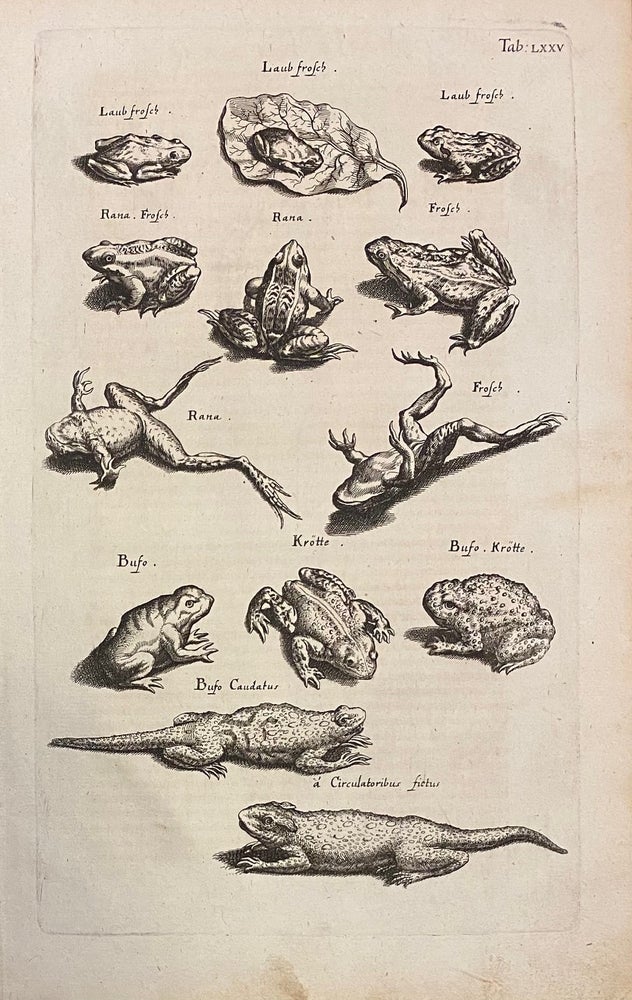 Item #296858 Laub frosch; Frogs. Matthaus MERIAN, John JOHNSTON.