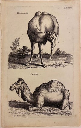 Item #296863 Dromedarius and Camelus. Matthaus MERIAN, John JOHNSTON