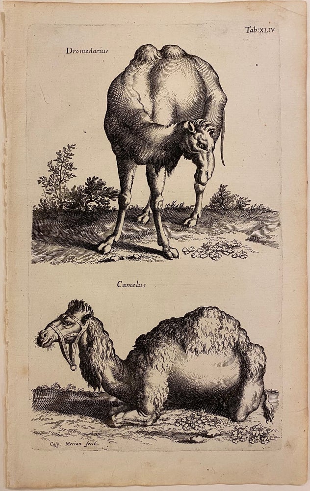 Item #296863 Dromedarius and Camelus. Matthaus MERIAN, John JOHNSTON.