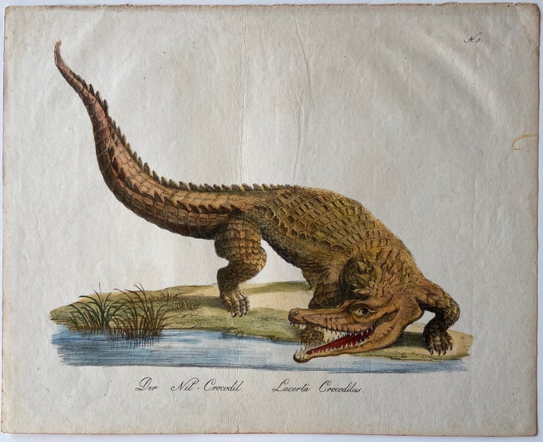 Item #296898 Lacerta Crocodilus. K. Joseph Brodtmann.