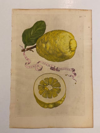 Item #297653 Pomum Adami Rheginum. Giovanni Baptista FERRARI