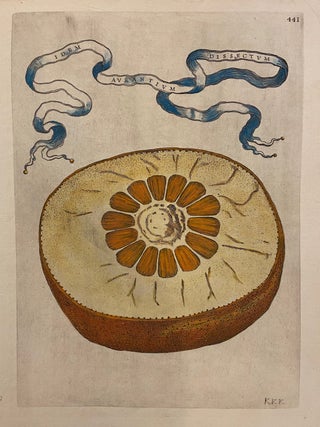 Item #297656 Idem Aurantium Dissectum. Giovanni Baptista FERRARI