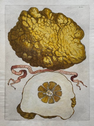Item #297660 Limon Sponginus Calabriae Rugosus. Giovanni Baptista FERRARI