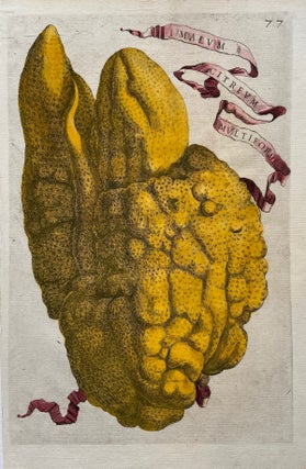 Item #297661 Malum Citreum Multiforme. Giovanni Baptista FERRARI