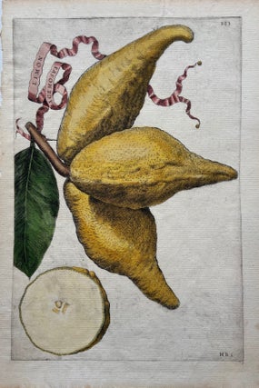 Item #297662 Limon Racemosus. Giovanni Baptista FERRARI