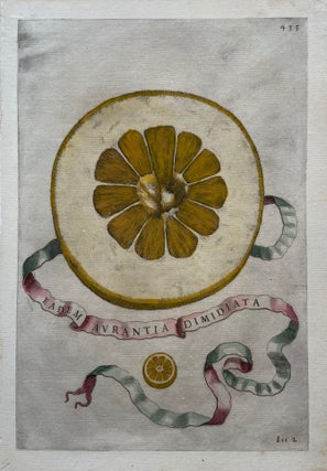 Item #297664 Eadem Aurantia Dimidiata. Giovanni Baptista FERRARI