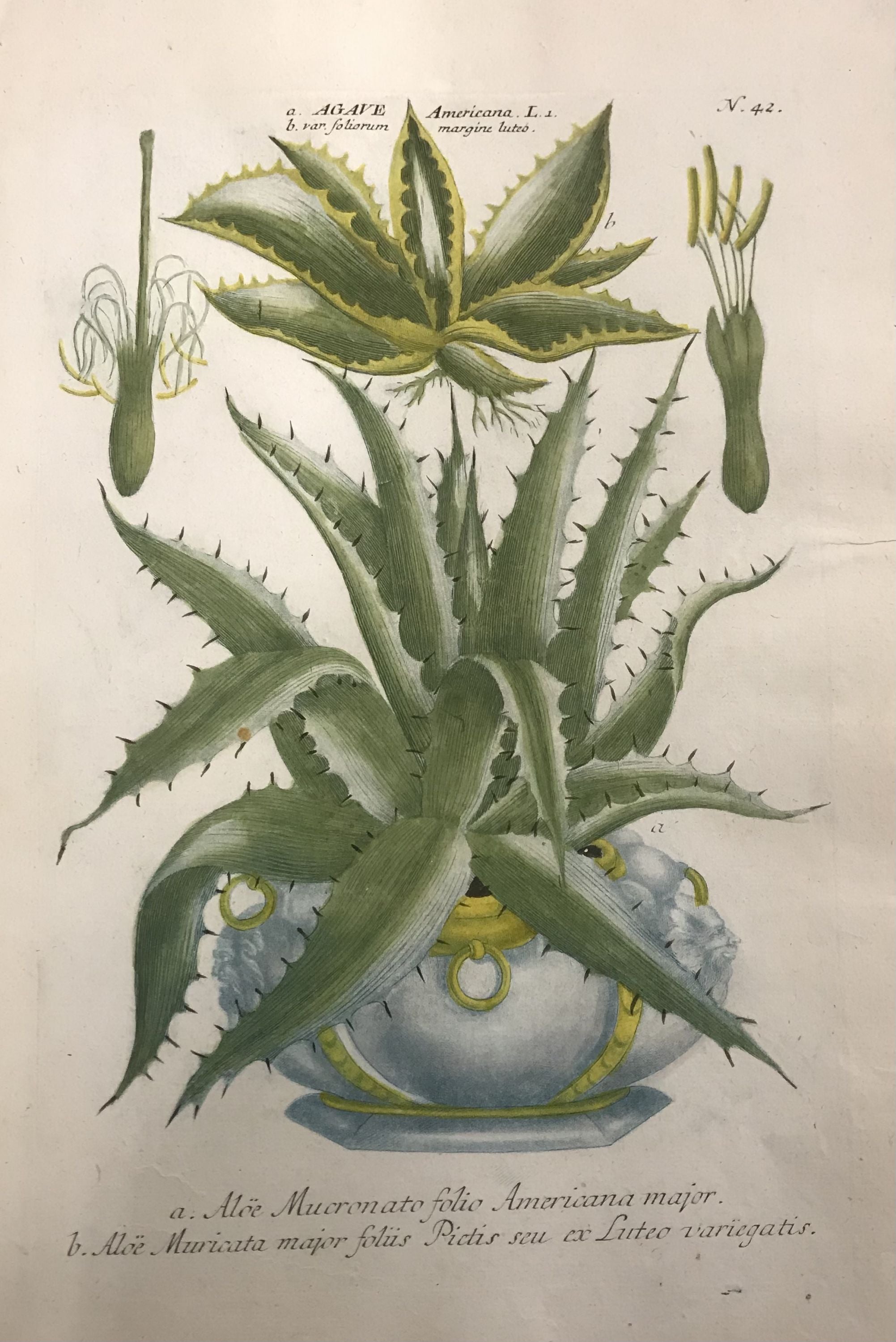 2003px x 3000px - Agave Americana, Aloe Mucronato folio Americana major; N. 42 | Johann  Wilhelm WEINMANN