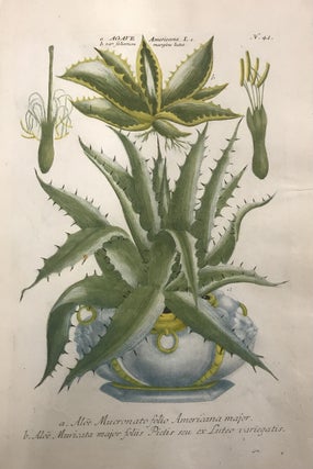 Item #298109 Agave Americana, Aloe Mucronato folio Americana major; N. 42. Johann Wilhelm WEINMANN