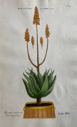 Item #298231 Aloe vera vulgaris. Aloe hepatique; N. 43. Johann Wilhelm WEINMANN