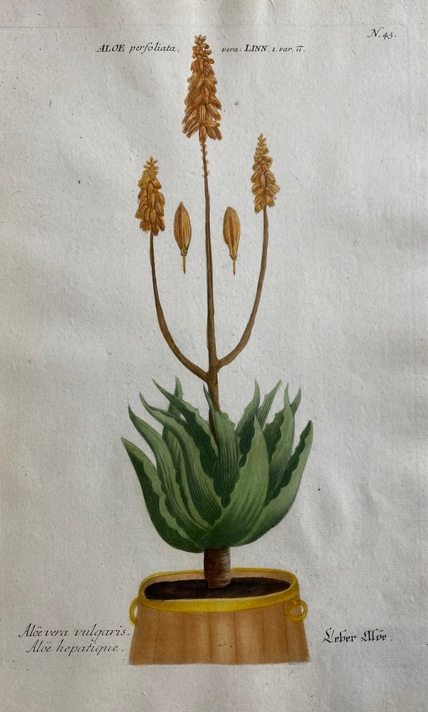 Item #298231 Aloe vera vulgaris. Aloe hepatique; N. 43. Johann Wilhelm WEINMANN.