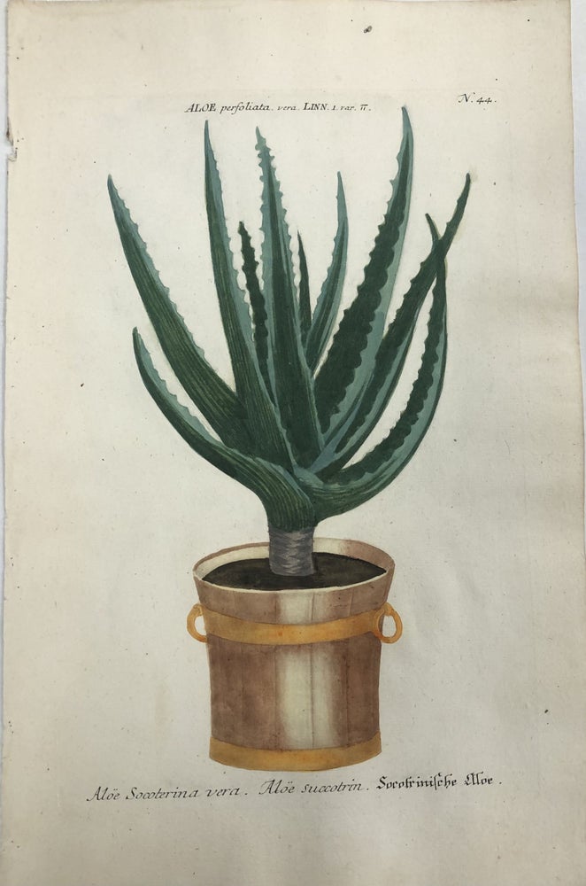 Item #298244 Aloe Socoterina vera. Aloe succotrin.; N. 44. Johann Wilhelm WEINMANN.