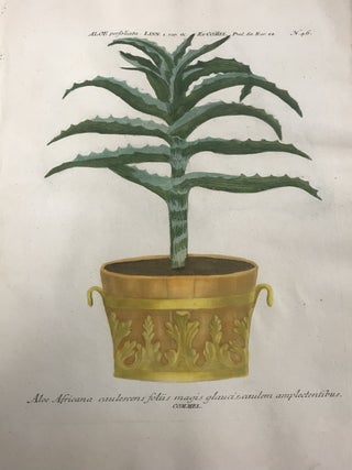 Item #298245 Aloe Africana caulescens folus magis glaucis, caulelm amplectentibus; N. 46. Johann...