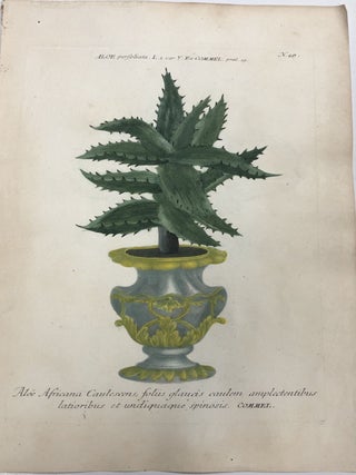 Item #298247 Aloe Africana caulescens folus glaucis caulem amplectentibus latioribus et...