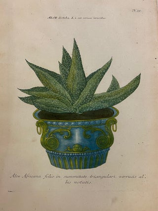 Item #298248 Aloe Africana folio in summitate triangulari verrucis al bis notatis; N. 59 Aloe...