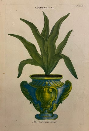 Item #298249 Aloe tuberosa levis; N. 66 Agave foetida. Johann Wilhelm WEINMANN