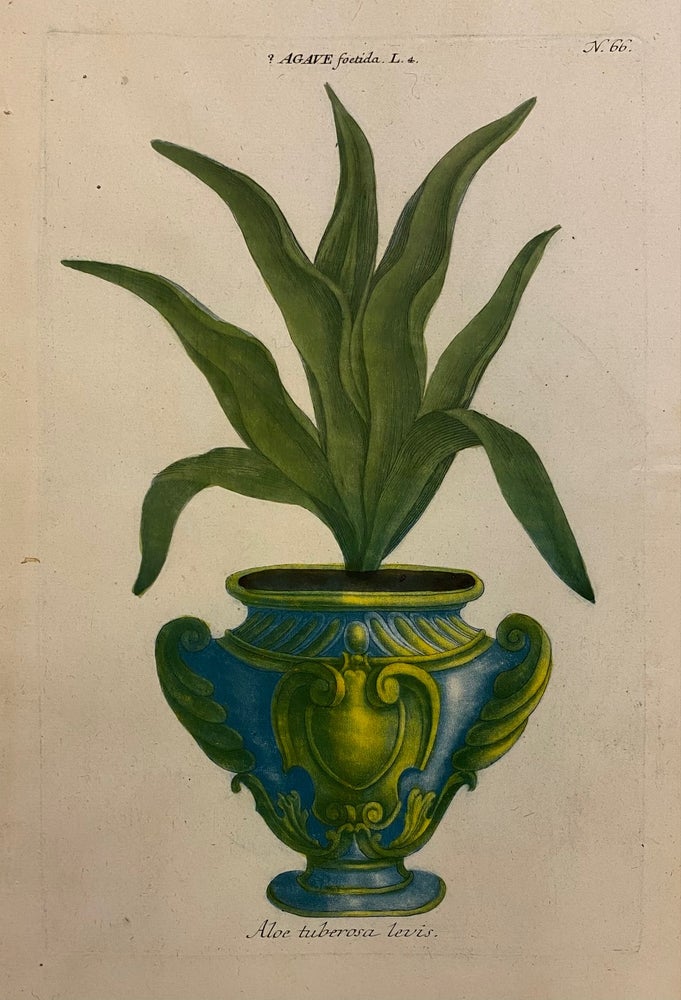 Item #298249 Aloe tuberosa levis; N. 66 Agave foetida. Johann Wilhelm WEINMANN.