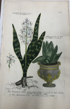 Item #298252 Aletris Hyaccinthoides with Aloe pumila; N. 75. Johann Wilhelm WEINMANN