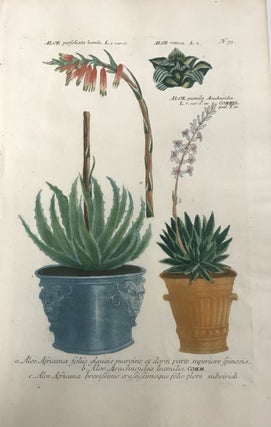 Item #298259 Aloe perfoliata humilis, Aloe, Aloe pumila; N. 73. Johann Wilhelm WEINMANN
