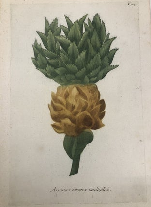 Item #298260 Ananas corona multiplici; N. 114 Pineapple. Johann Wilhelm WEINMANN
