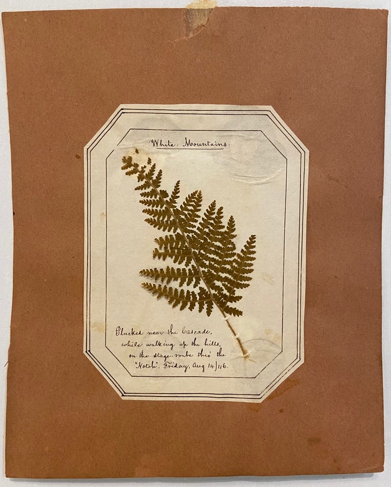 Item #298470 White Mountains. Plucked near the Cascade, while walking up the hills, on the stage route thro' the "Notch".; Fern Herbarium. ANONYMOUS.