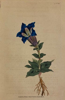 Item #298891 N. 52 (Gentiana Acaulis. Large-Flowered Gentian, or Gentianella). William CURTIS