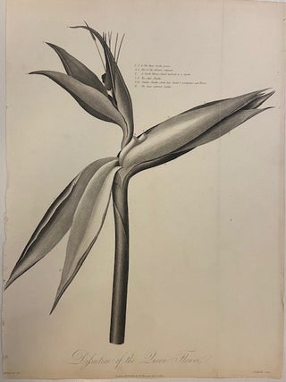 Item #299495 Dissection of the Queen Flower. Robert John THORNTON