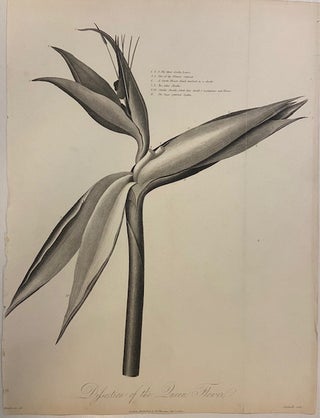 Item #299495 Dissection of the Queen Flower. Robert James THORNTON