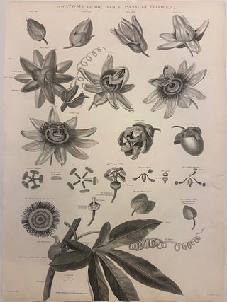 Item #299618 Anatomy of the Blue Passion Flower. Robert John THORNTON