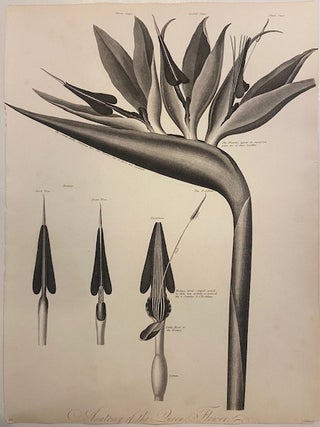 Item #299620 Anatomy of the Queen Flower. Robert John THORNTON