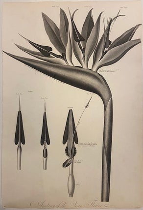 Item #299620 Anatomy of the Queen Flower. Robert James THORNTON