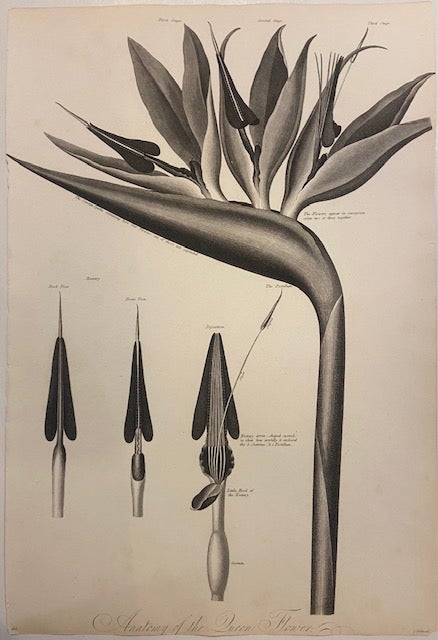 Item #299620 Anatomy of the Queen Flower. Robert James THORNTON.