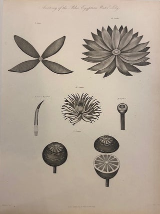 Item #299622 Anatomy of the Blue Egyptian Water Lily. Robert John THORNTON
