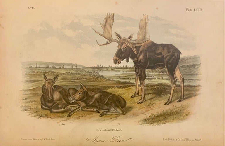 Item #300086 Moose Deer [Plate 76]. John James AUDUBON.