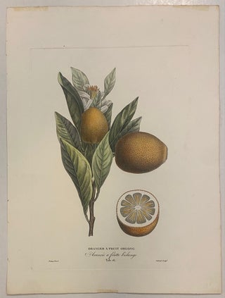 Item #301125 Oranger A Fruit Oblong; Arancio a Frutto Bislungo. Pierre-Antoine POITEAU