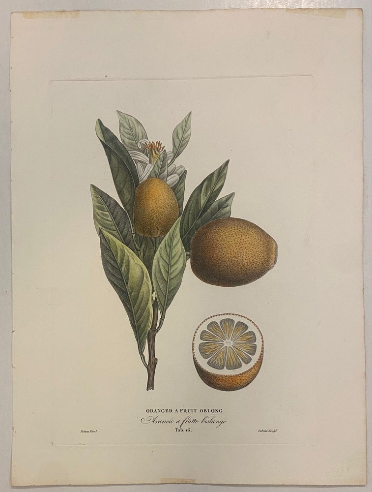 Item #301125 Oranger A Fruit Oblong; Arancio a Frutto Bislungo. Pierre-Antoine POITEAU.