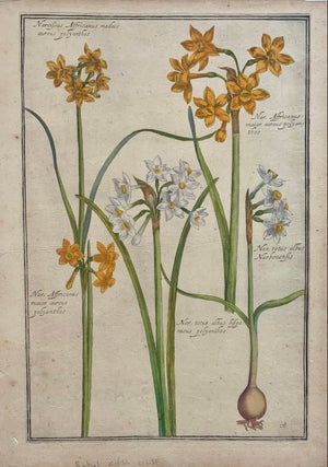 Item #301160 Narcissus Affricanus medius aureus polyanthos; Plate 18. Daniel RABEL