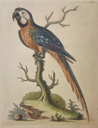 Item #302023 The Blue and Yellow Maccaw. George EDWARDS