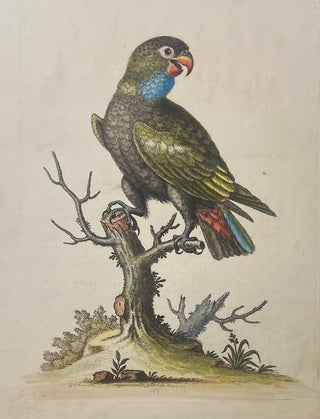 Item #302026 The Dusky Parrots. George EDWARDS