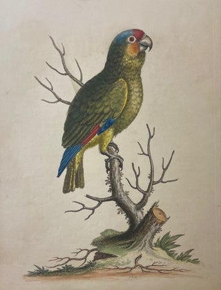 Item #302028 The Lesser Green Parrot. George EDWARDS