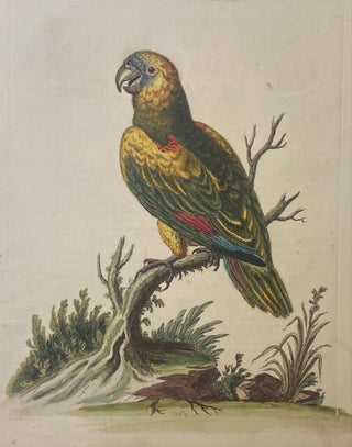 Item #302029 The Great Green Parrot. George EDWARDS