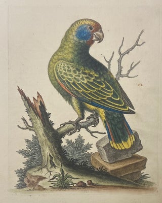 Item #302031 The Brazilian Green Parrot. George EDWARDS