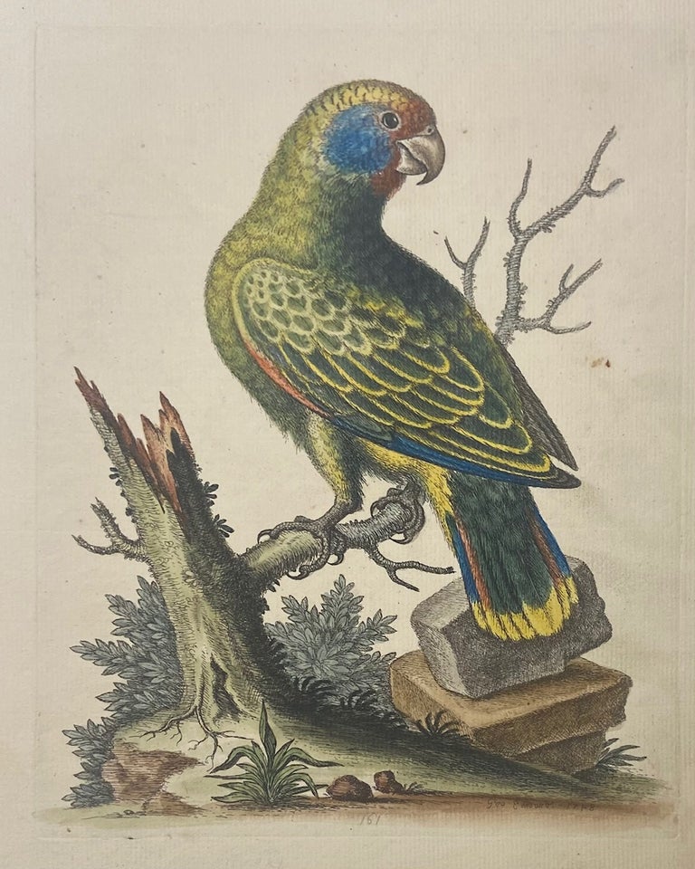 Item #302031 The Brazilian Green Parrot. George EDWARDS.