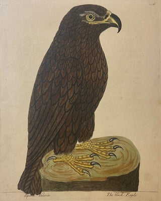 Item #302035 The Black Eagle. Eleazer ALBIN