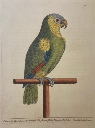 Item #302061 The Green and Yellow Parrot from Barbadoes. Eleazer ALBIN