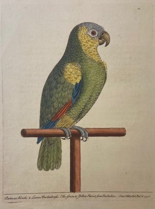 Item #302061 The Green and Yellow Parrot from Barbadoes. Eleazer ALBIN
