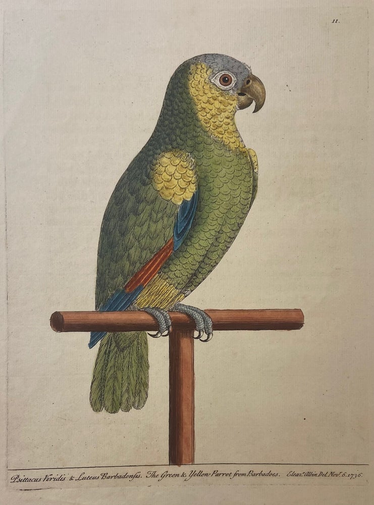 Item #302061 The Green and Yellow Parrot from Barbadoes. Eleazer ALBIN.
