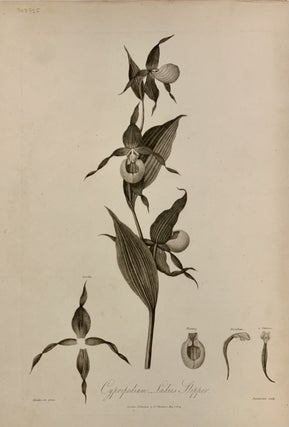 Item #303925 Cypripedium, Ladies Slipper. Robert John THORNTON