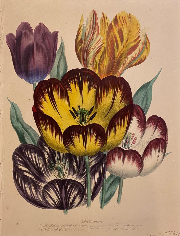 Item #305324 Tulipa Gesneriana, The Duke of Sutherland, The Duchess of Montrose, The Claude, The Parrot Tulip. Jane Webb LOUDON.