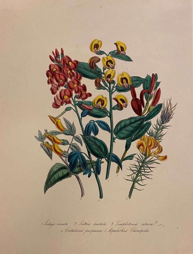 Item #305753 Lalage ornata, Scottia dentata, Temptetonia retusa, Crotalaria purpurea, Aspalathus Chenopoda. Jane Webb LOUDON.