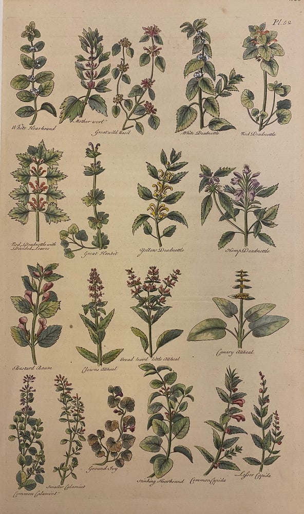 Item #307638 [Plate 52] The British Herbal. John HILL, H. ROBERTS.